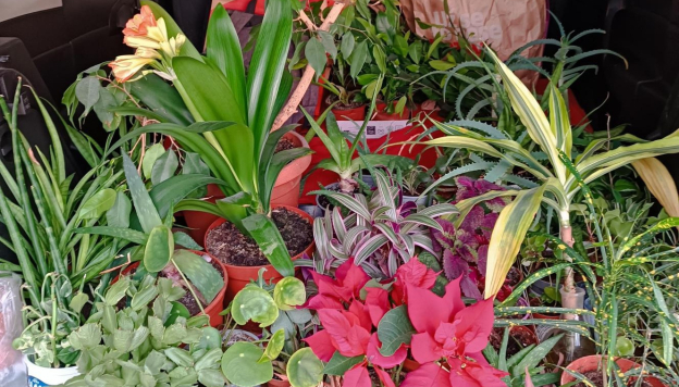 Kytky ve dvoře 2026